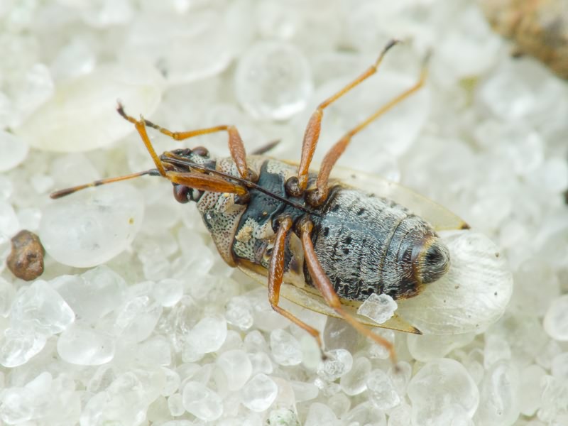 Kleidocerys resedae (Panzer, 1797)